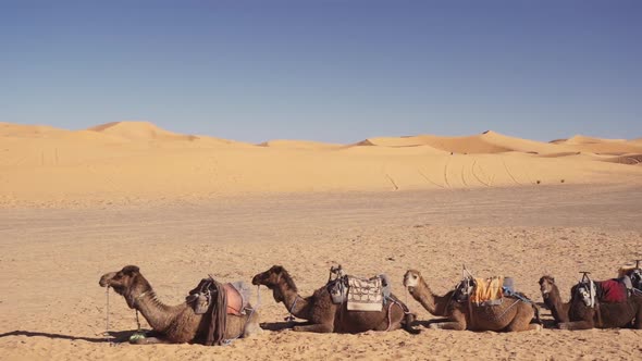 Camels Resting In A Row In Sandy Desert