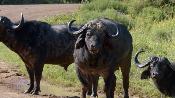 African Buffalos Standing And Looking Straight To The Camera In Kruger National Park, South Africa.