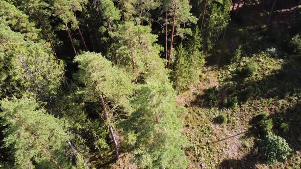 Aerial drone shot while drones is descending and landing on forest floor near huge conifer tree. Bea