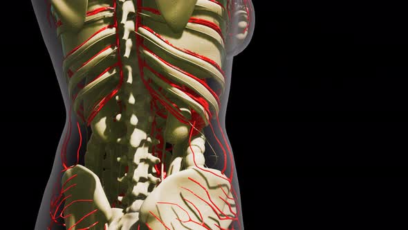 Science Anatomy of Human Blood Vessels