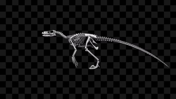 3D Velociraptor Skeleton alt