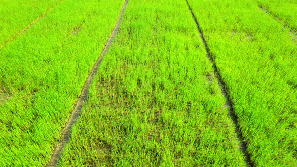 The sapling of the green rice plant. Video of fresh spring rice field