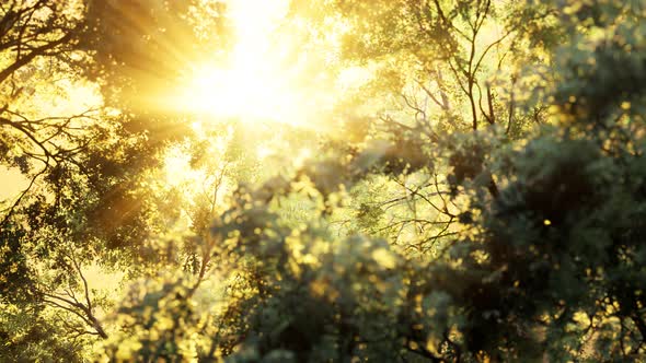 Larch Forest with Sunlight and Shadows at Sunrise