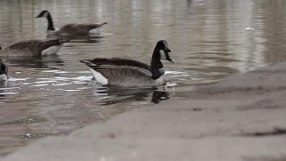 Canadian geese in water pecking for food