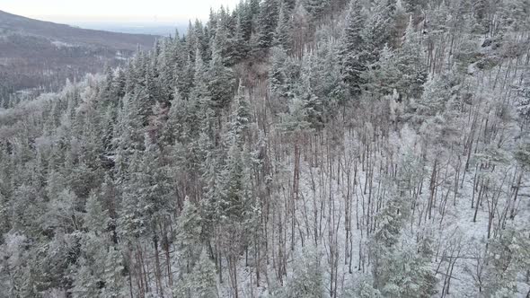 Aerial View of Mountains Covered with Snowy Forest