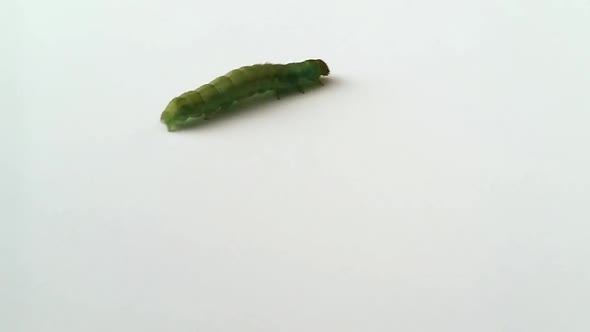 Green caterpillar walking on a white ground shoot from high view