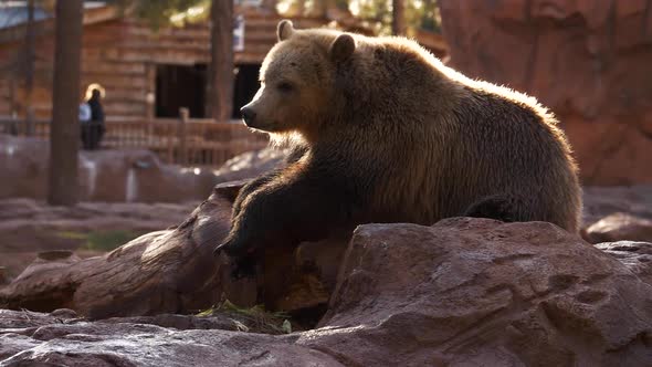 slow motion video of a grizzly bear lounging on a rock near a small pond