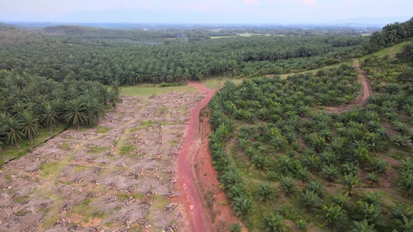 Aerial oil palm farm land clearing