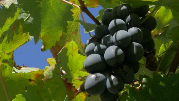 Wine grapes on the vine in front of blue sky 4K 2160p UltraHD footage - Fresh and tasty fruit natura