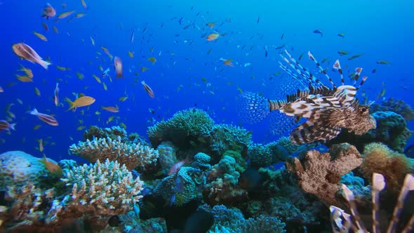 Reef Coral Tropical Garden Lionfish