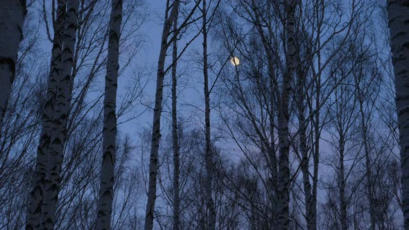 Full moon in birch grove in twilight