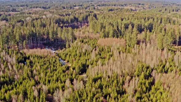 Flying backwards over a green and bare forest, wide view aerial shot at the pure nature