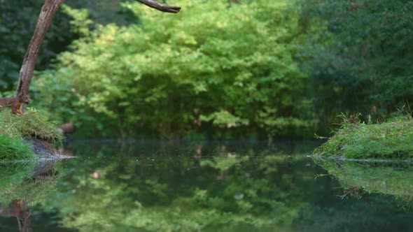 Small agile squirrel make long jump from pond edge to another in lush forest