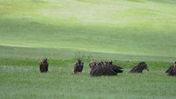 Wild Vulture Herd Eating a Dead Animal Carcass