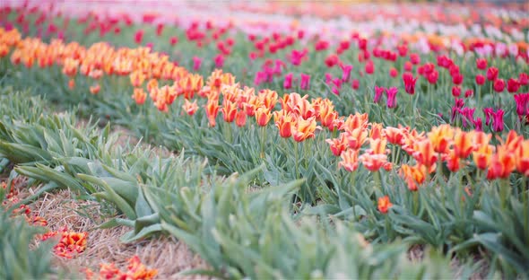 Blooming Tulips on Agriculture Field