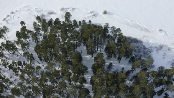 Winter Forest