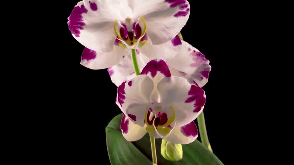 Blooming White - Magenta Orchid Phalaenopsis Flower