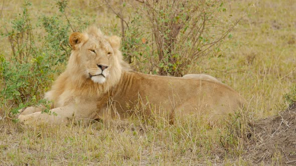 African lion resting near bushes