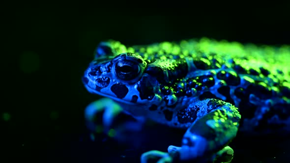 Amazing Tropical Frog or Toad Closeup