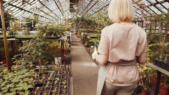 High Angle of Female Farmer Carrying Crate and Going through Greenhouse