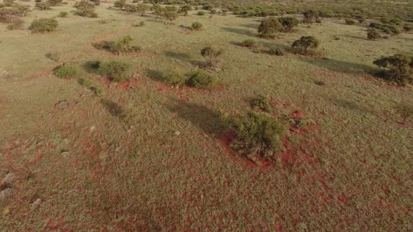 Aerial view of the African savannah with scattered trees on red kalahari sand, Northern Cape, South