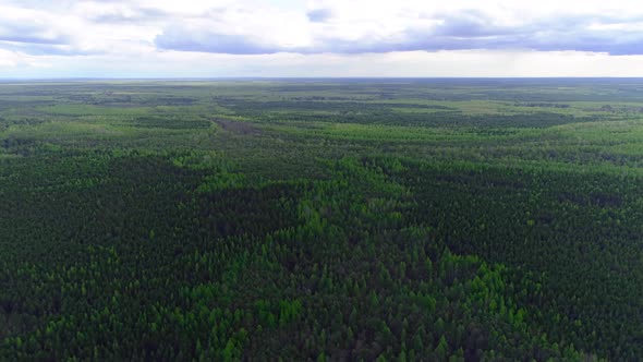 Panorama of landscape top of spruce forest. Cloudy weather. Drone collection