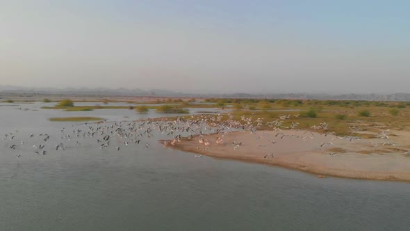 Aerial shot of flock of bird flying above the river in Baluchistan. View from the beaches of oman se