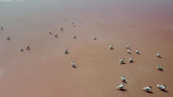 Flying Over Seagulls at Pink Salt Lake