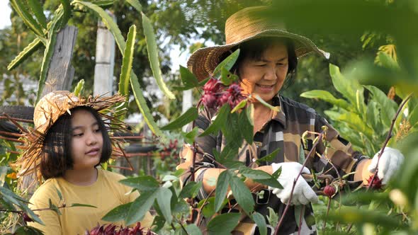 Happy Asian senior farmer and little girl harvesting organic fresh red roselle in the farm.