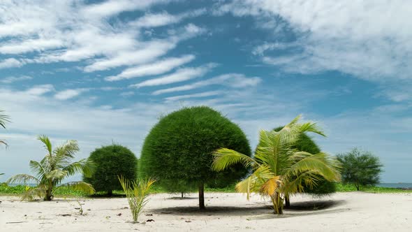 Mushroom Trees on paradise Malibu sand beach in Koh Phangan island, Thailand