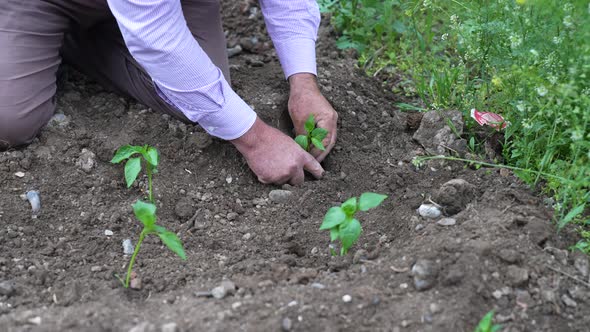 Farmer Sowing Seeds