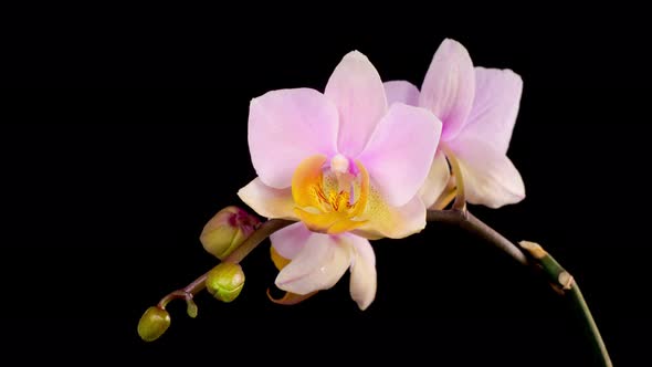 Blooming Pink Orchid Phalaenopsis Flower