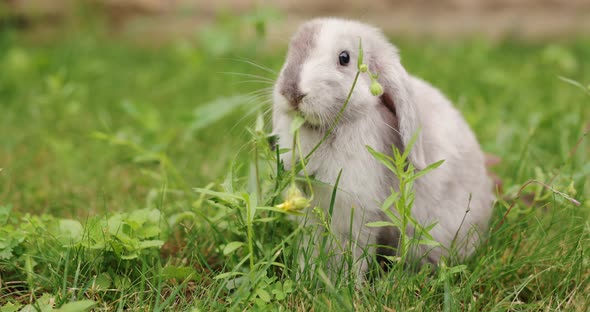 Rabbit Eating Dandelion in a Meadow