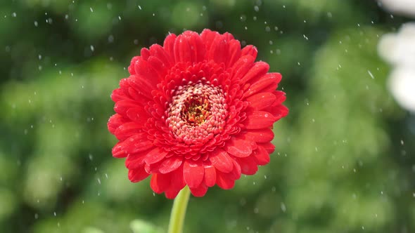 Watering A Red Flower In The Garden