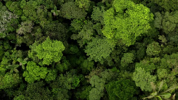 Aerial top view of tropical forest zooming in towards a bright green tree