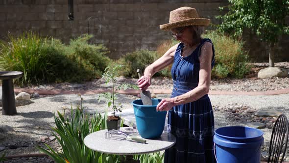 A beautiful aging woman gardener planting a tomato in potting soil with birds flying in the backgrou