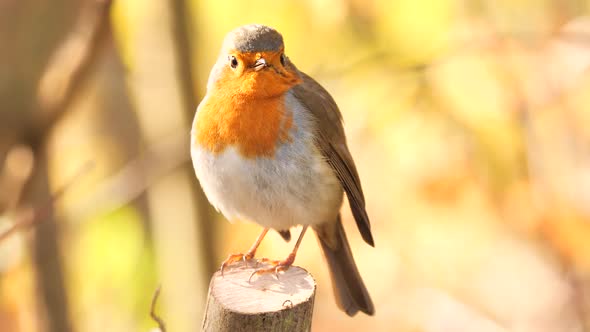 European Robin bird singing in the morning