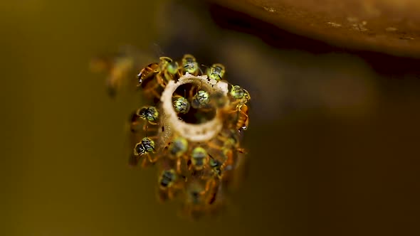 Tetragonisca angustula around nest entrance, slow motion.