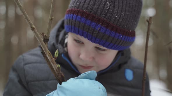 Boy in Warm Clothes Examines Green Buds on Tree Branch on Winter Day