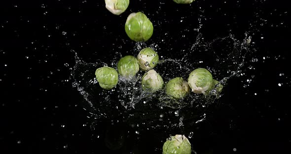 Brussels Sprouts, brassica oleracea, Vegetable falling into Water against Black Background