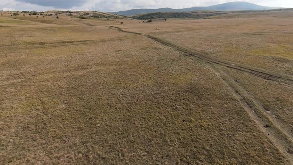 Aerial FPV Drone Flying with a Large Herd of Wild Horses Galloping Fast Across Steppe