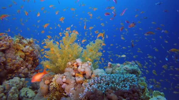 Tropical Coral Reef