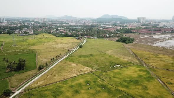 Aerial view the green paddy field.
