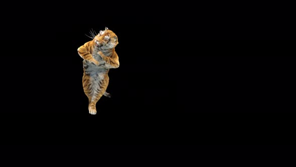 Tiger Dancing 4K