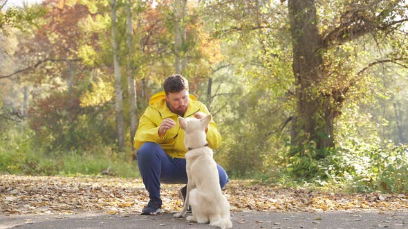 Man Plays with His Beloved Dog Walking in the Park on a Sunny Autumn Day, While Walking the Dog