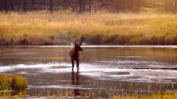 Wild elks in Yellowstone National Park