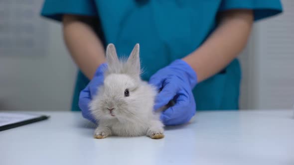 Vet Checking Rabbit Fur for Fleas or Mites, Annual Pet Healthcare Exam, Closeup