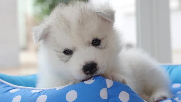 Cute Siberian Husky Puppies Playing In Pet Bed