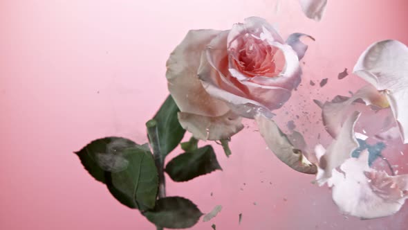 Super Slow Motion Shot of Frozen Pink Rose Explosion at 1000Fps