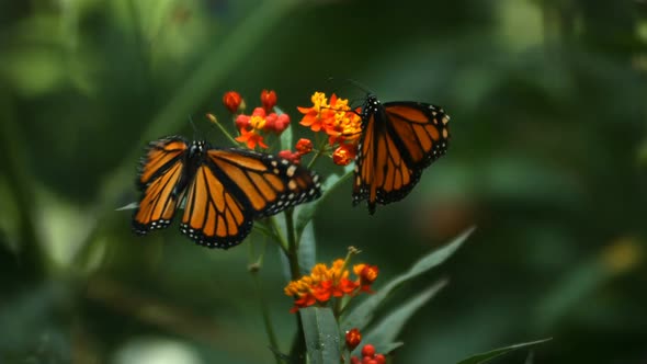 Monarch Butterfly, slow motion